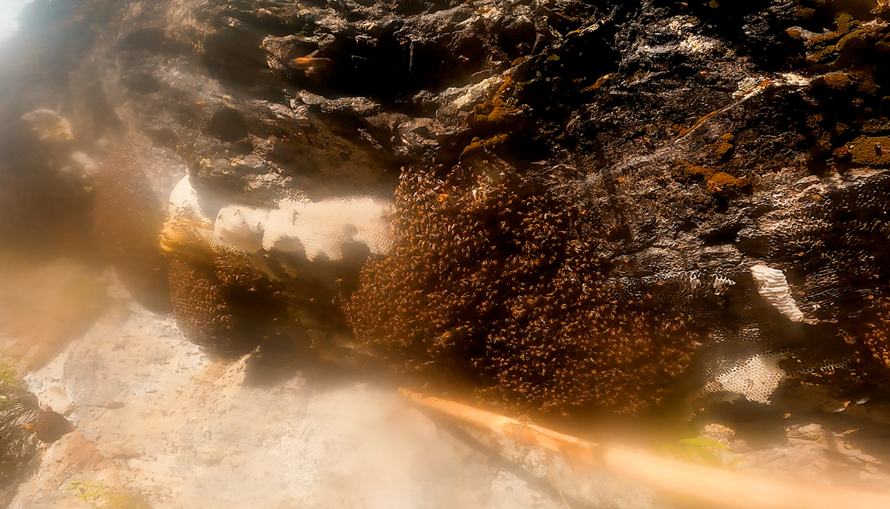 Harvesting the Honeycomb.