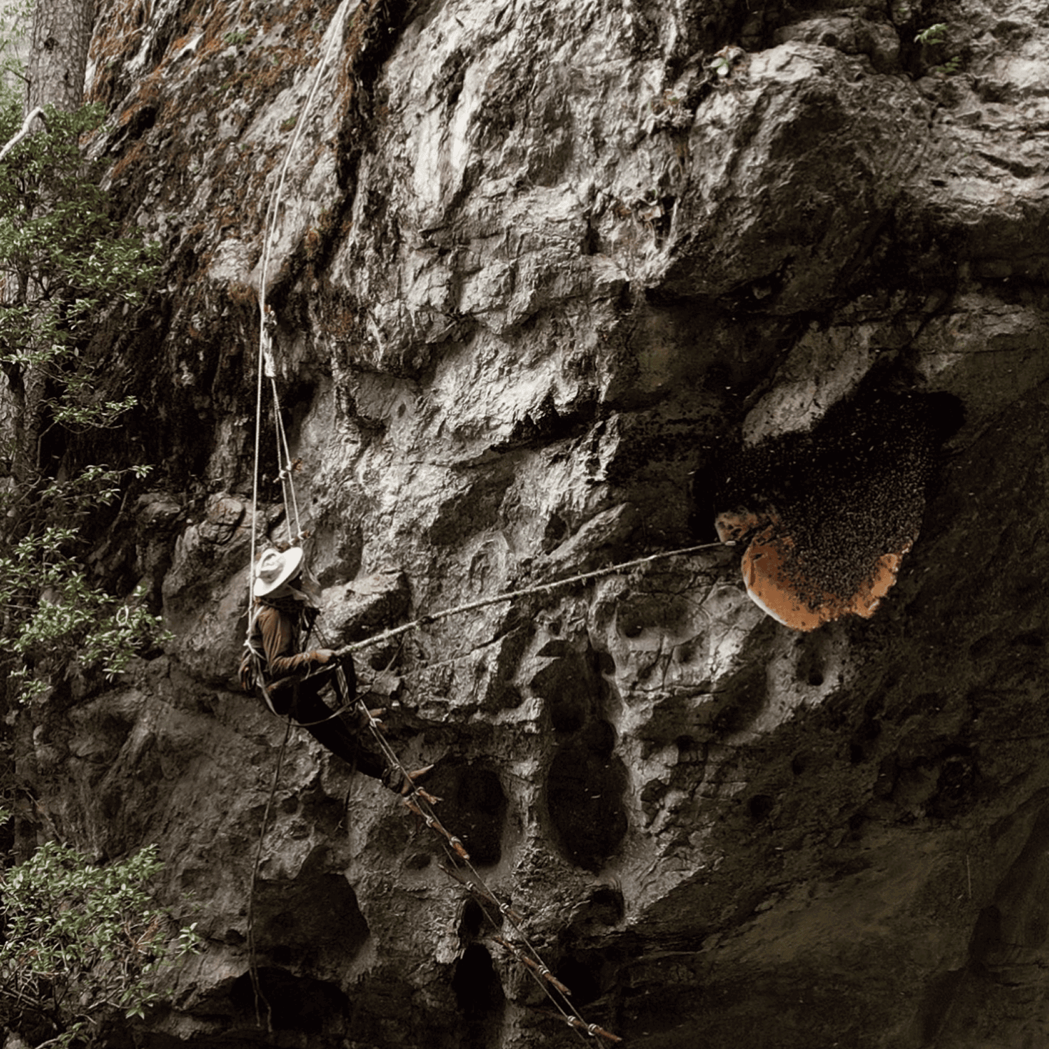 Cutting the Honeycombs